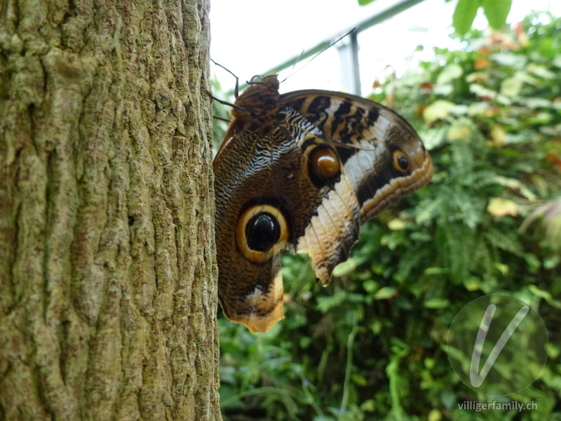 Grosser Eulenfalter: Übersicht